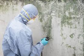 Best Crawl Space Mold Remediation  in Renville, MN